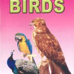 My Photo Series - Birds